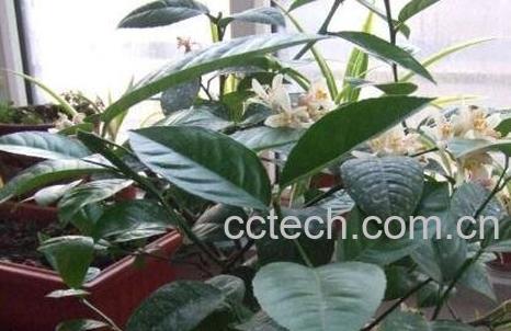 柠檬树怎么养 柠檬树的养殖方法和注意事项-1