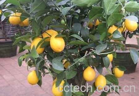 柠檬树怎么养 柠檬树的养殖方法和注意事项-0