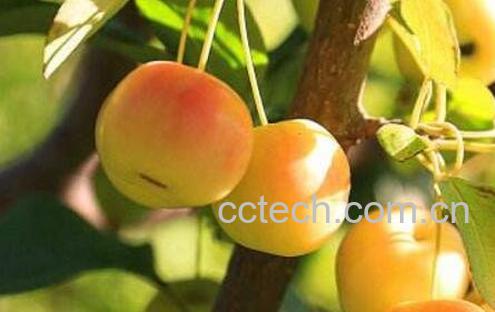 海棠果的药用价值-0