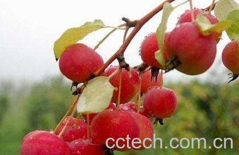 海棠果的药用价值-1