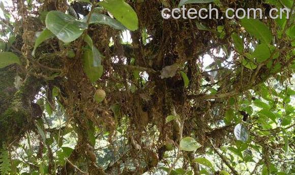 那卡古树茶冲泡方法-0