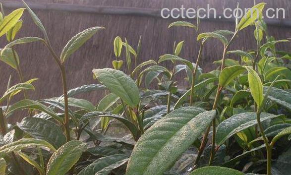 那卡古树茶冲泡方法-1