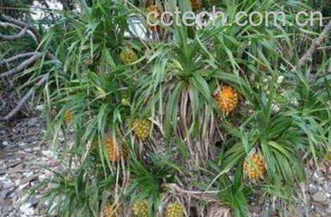 假菠萝根的功效与作用 假菠萝根的药用价值-0