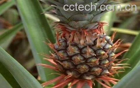 假菠萝根的功效与作用 假菠萝根的药用价值-1