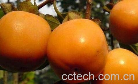 柿子怎么催熟又甜又软-1