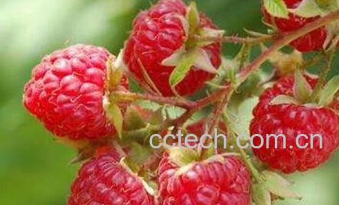 红树莓如何清洗 红树莓如何吃-0