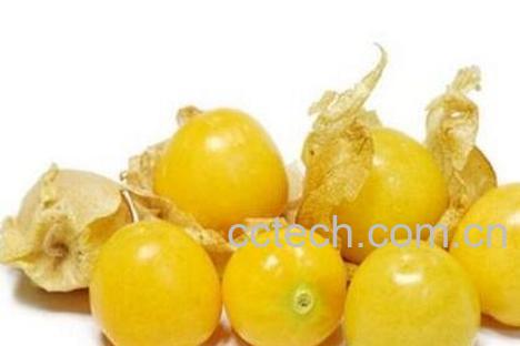 灯笼果的药用价值-1