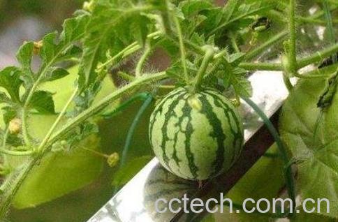 西瓜藤的功效与作用及药用价值-0