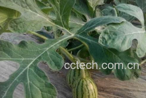 西瓜藤的功效与作用及药用价值-1