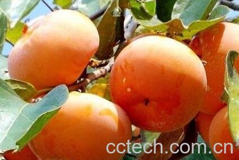 柿子如何去涩 柿子去涩最快的方法-0