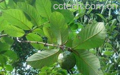 番石榴叶的功效与作用-0