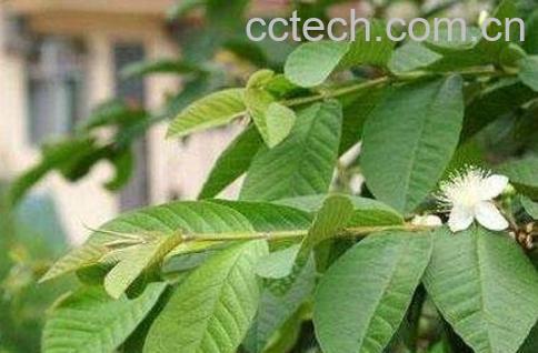 番石榴叶的功效与作用-1