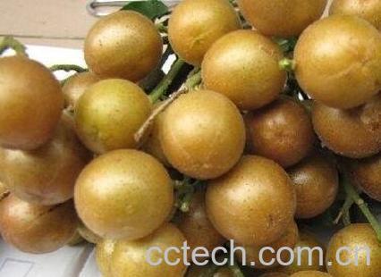 黄皮果的药用价值-0