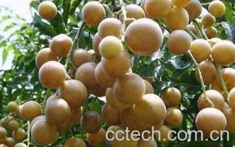 黄皮果的药用价值-1