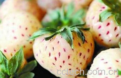 菠萝莓和白草莓的区别 菠萝莓的功效-1