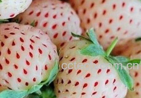 菠萝莓和白草莓的区别 菠萝莓的功效-0