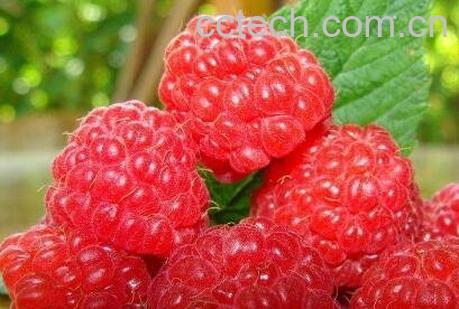 树莓怎么洗干净 树莓有哪些功效-1