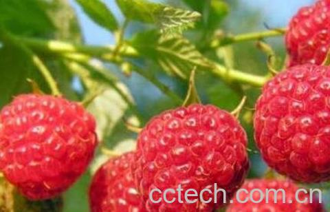 树莓怎么洗干净 树莓有哪些功效-0