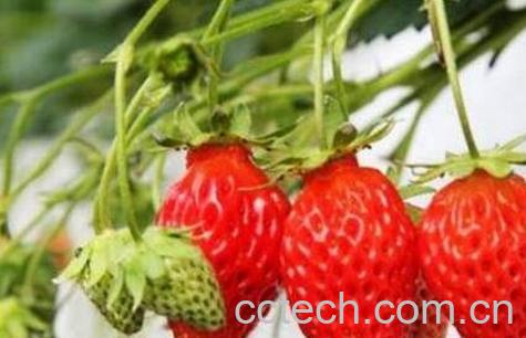 草莓如何保鲜 草莓怎么存放不容易坏-0