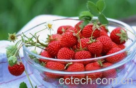 草莓如何保鲜 草莓怎么存放不容易坏-1