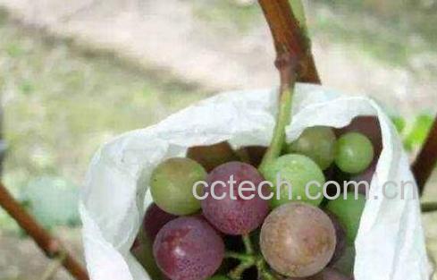  催熟的葡萄是什么样子的 催熟葡萄的危害-0