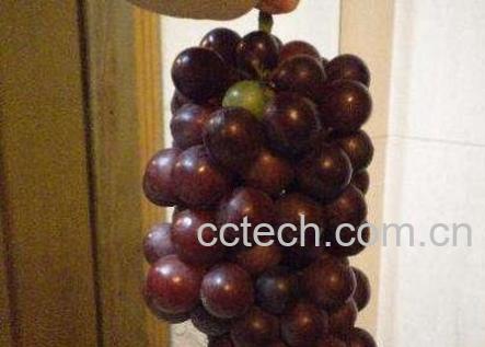  催熟的葡萄是什么样子的 催熟葡萄的危害-1