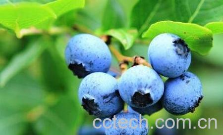 蓝莓怎么洗 蓝莓的正确清洗方法-1