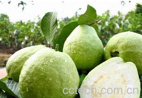 番石榴的营养价值及功效-0