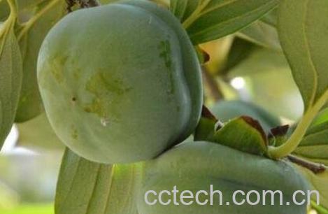 青柿子怎么快速催熟-1