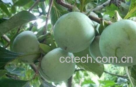 青柿子怎么快速催熟-0