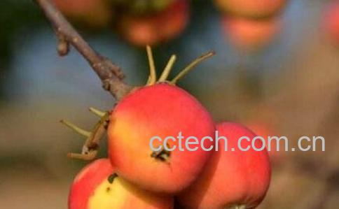 香槟果的药用价值-0