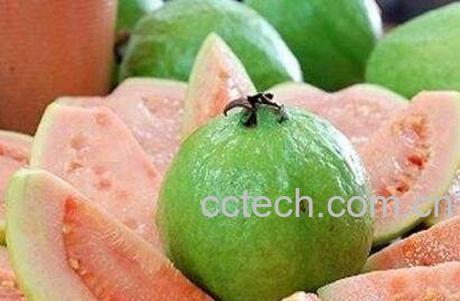 番石榴有什么营养价值-0