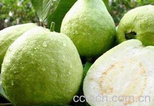 番石榴有什么营养价值-1