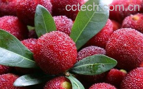 杨梅怎么洗干净 杨梅的常见吃法-1