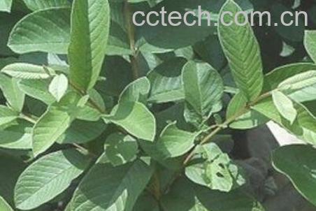 番石榴叶子煮水的功效与作用-1