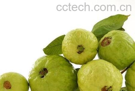 番石榴怎么吃 番石榴的常见吃法-0