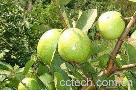 番石榴怎么吃 番石榴的常见吃法-1