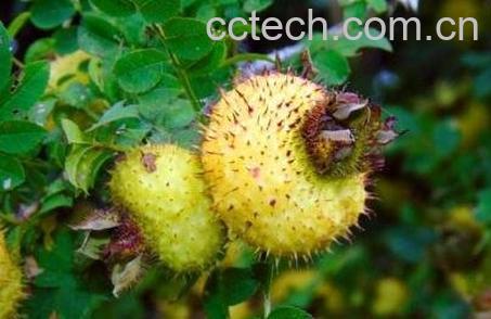 野刺梨果的药用价值-1