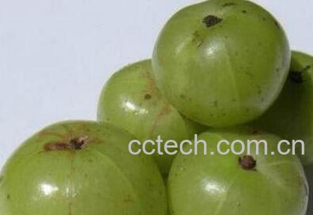 牛甘果酒的功效与作用及做法-1