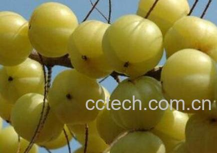 牛甘果酒的功效与作用及做法-0