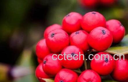 老鼠刺果实的功效与作用-0