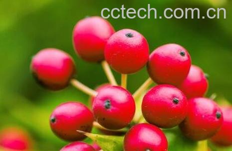 老鼠刺果实的功效与作用-1