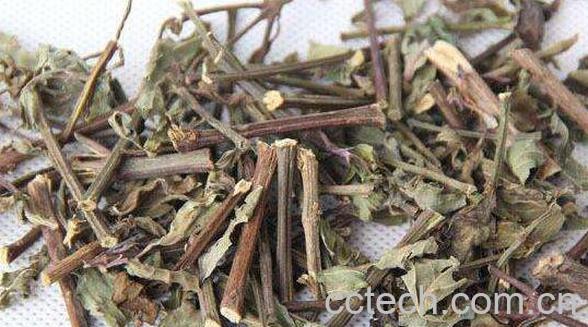 肾茶的功效与作用-0