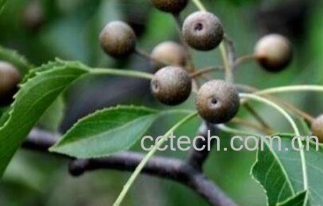 杜梨的药用价值-1