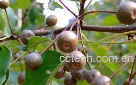 杜梨的药用价值-0