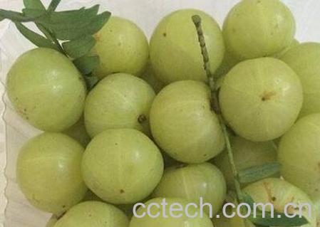 余甘果的副作用 余甘果的营养价值-0