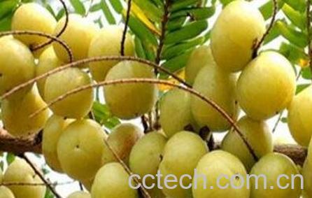 余甘果的副作用 余甘果的营养价值-1