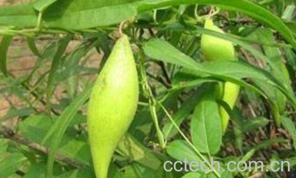 地梢瓜茶怎么做 地梢瓜怎么吃-1