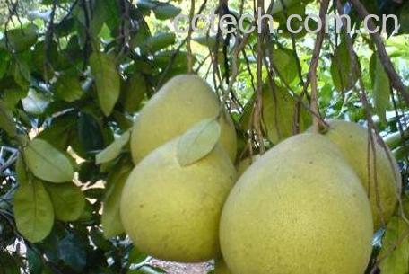 沙田柚的功效与作用 吃沙田柚的好处-0