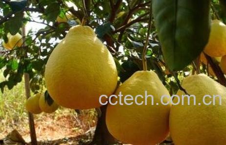 沙田柚的功效与作用 吃沙田柚的好处-1